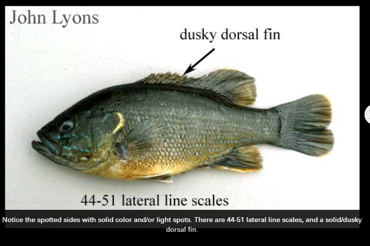 Attached picture GSF Wisc Fish.PNG
